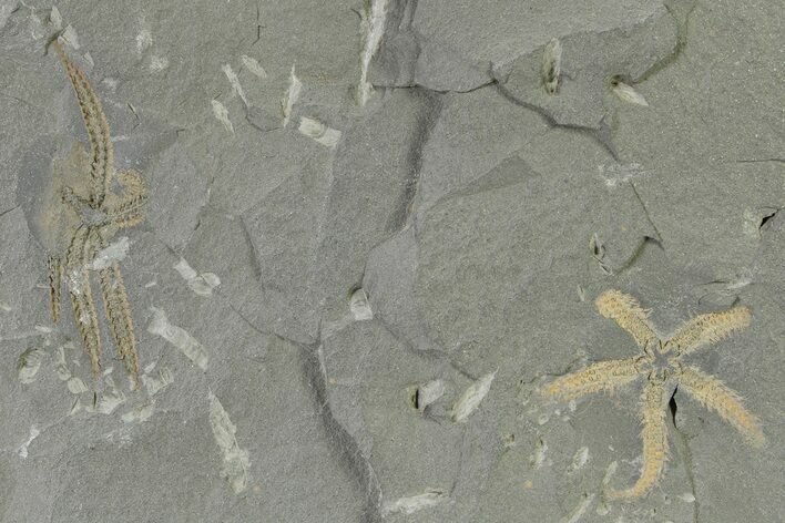 Two Ordovician Brittle Stars (Ophiura) - Morocco #327199